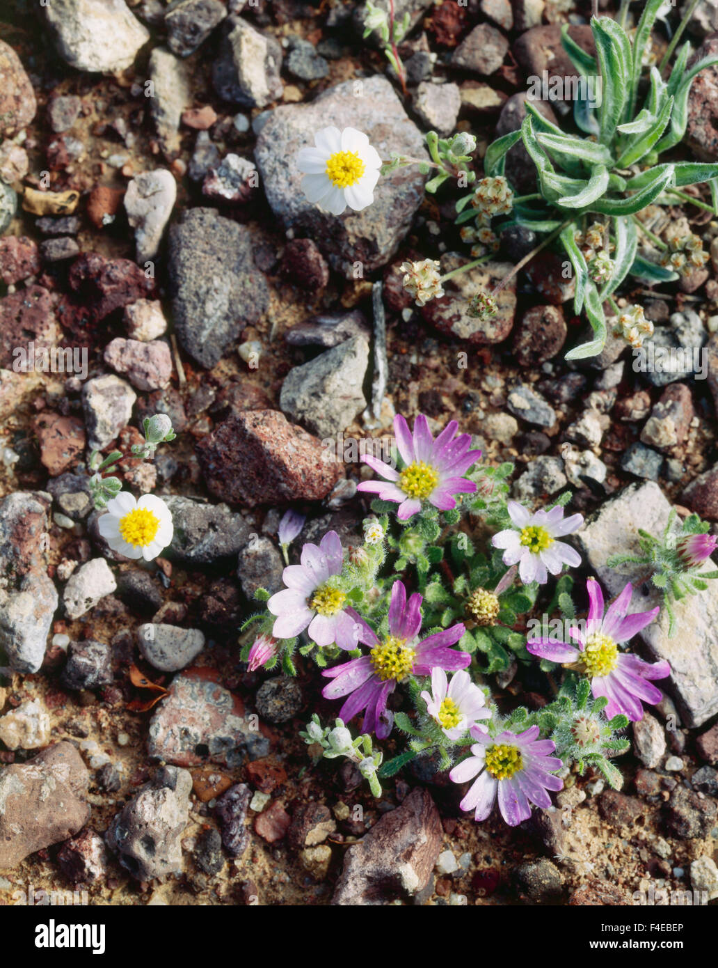 Organ Pipe Cactus National Monument, Woolly Daisy (Eriophyllum lanosum) growing out of a riverbed. (Large format sizes available) Stock Photo