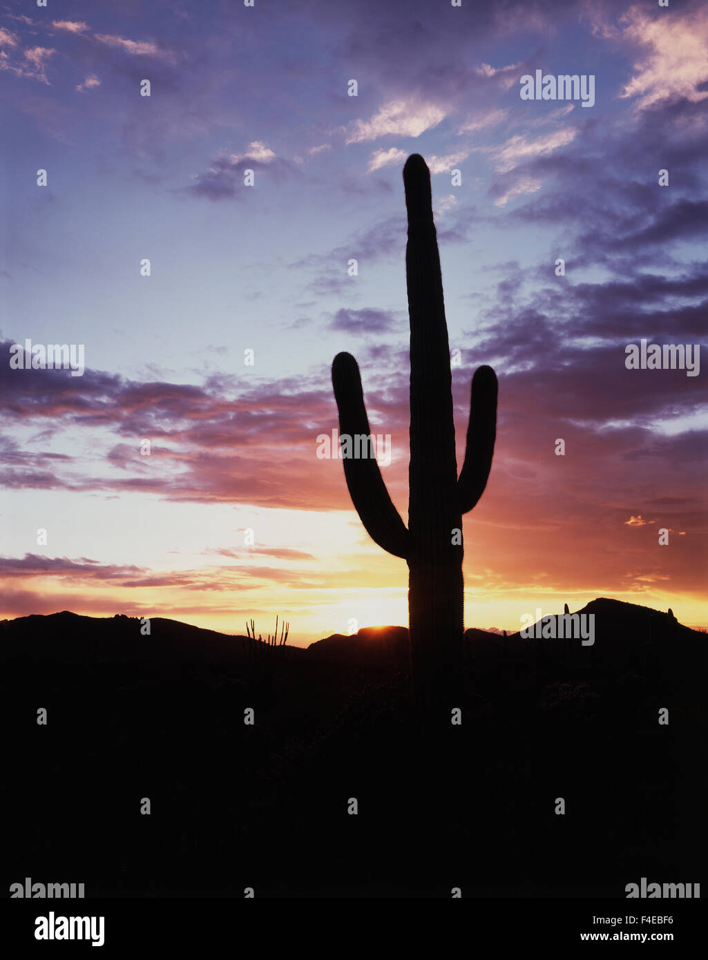 Saguaro Cactus (Carnegiea gigantea) at sunset in the Sonoran Desert ...