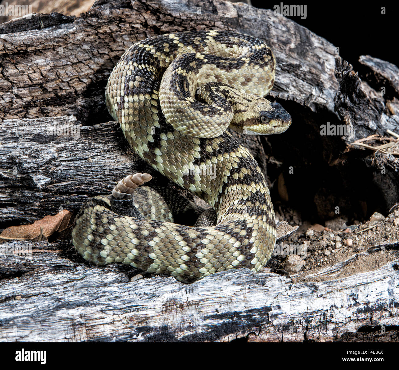 Arizona, Madera Canyon. Black-tailed rattlesnake coiled. Credit as: Wendy Kaveney / Jaynes Gallery / DanitaDelimont.com Stock Photo