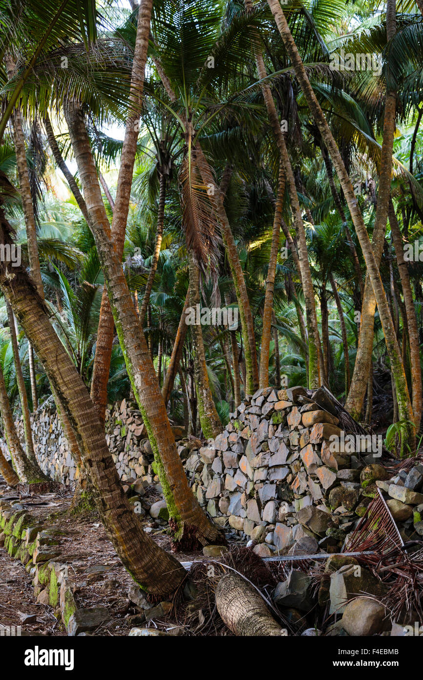 South America, French Guiana, Ile St. Joseph. View of palm trees and