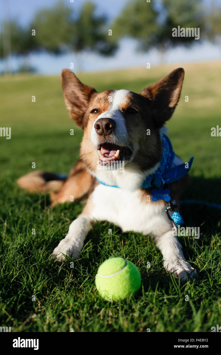Tired dog after playing, Phoenix, Arizona. Property released. (PR) Stock Photo