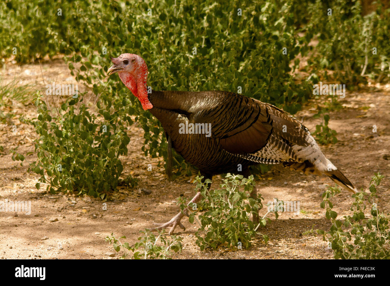 Wild Turkey, Danta Rita Lodge, Madera Canyon, Arizona, USA Stock Photo