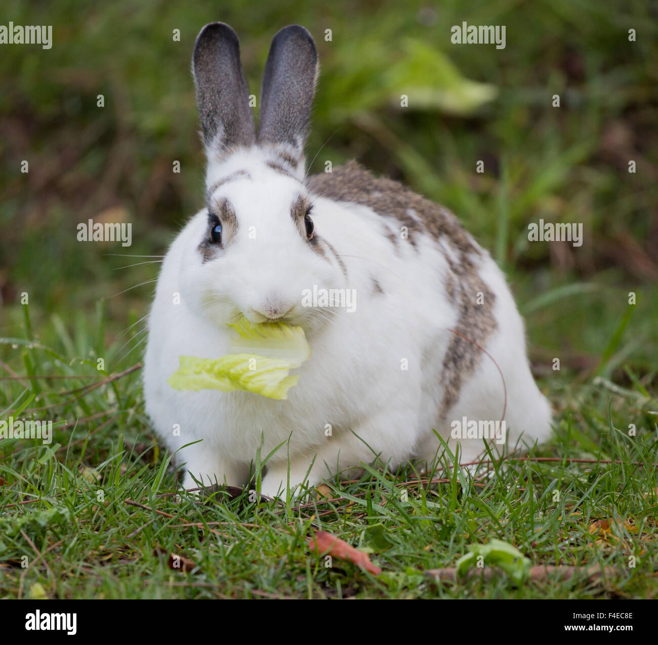 Cartoon Bunny Eating Lettuce