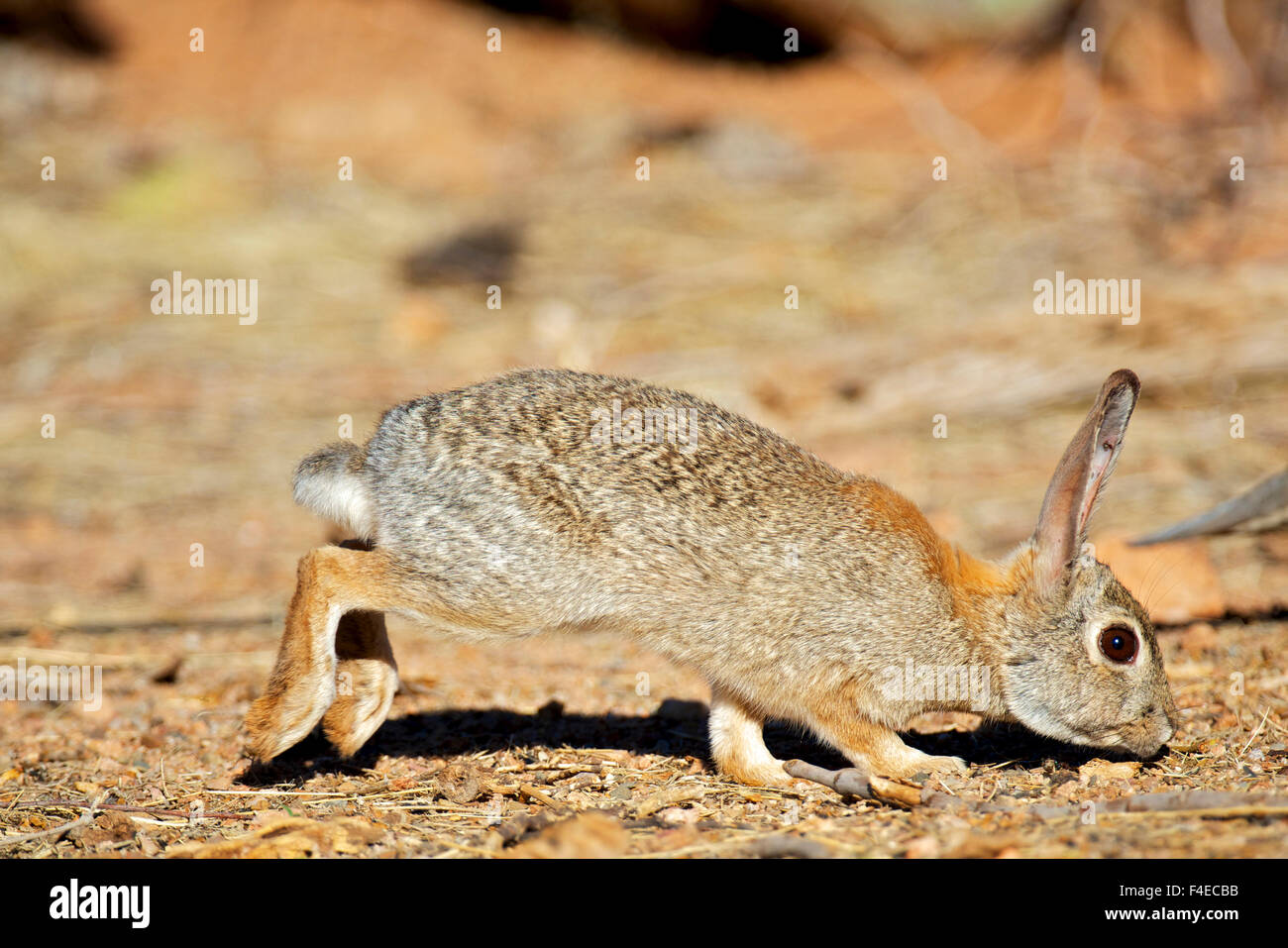 A desert cottontail (Sylvilagus audubonii), also known as Audubon's ...