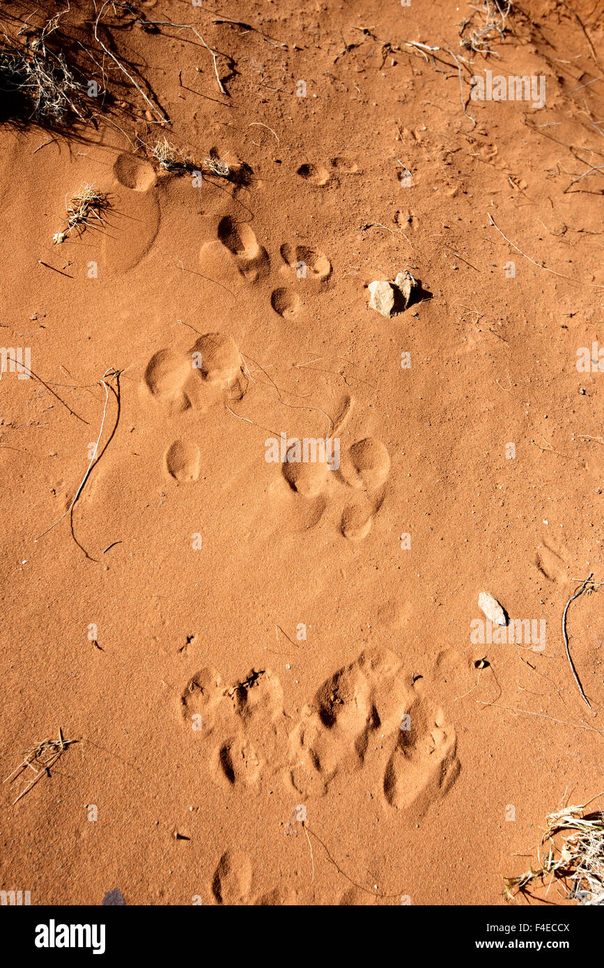 Rabbit Track