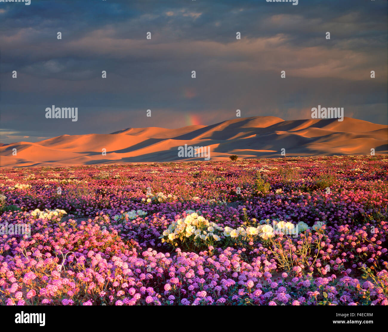 USA, California, Dumont Dunes. A rainbow over Sand Verbena and dune Primrose Wildflowers at sunrise (Large format sizes available). Credit as: Christopher Talbot Frank / Jaynes Gallery / DanitaDelimont.com Stock Photo
