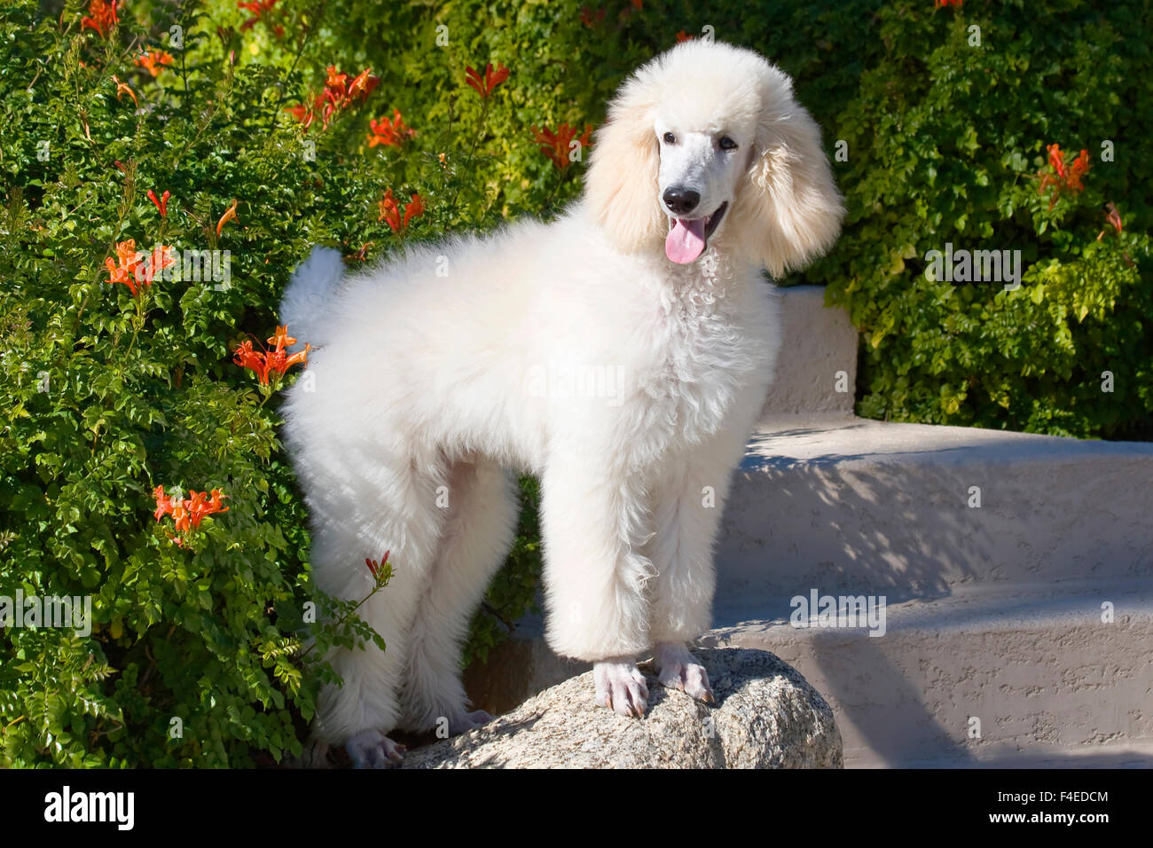 White standard cheap poodle puppy