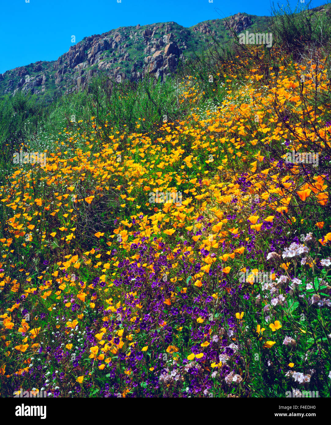 USA, California, San Diego, Mission Trails Regional Park. Wildflowers