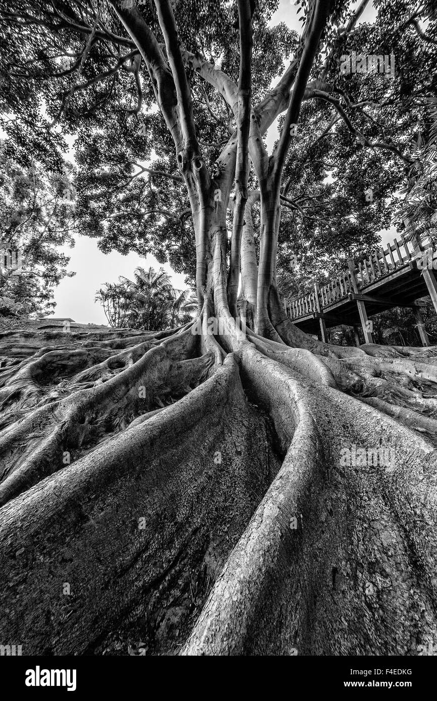 Massive rubber tree roots at Balboa Park in San Diego, CA Stock Photo