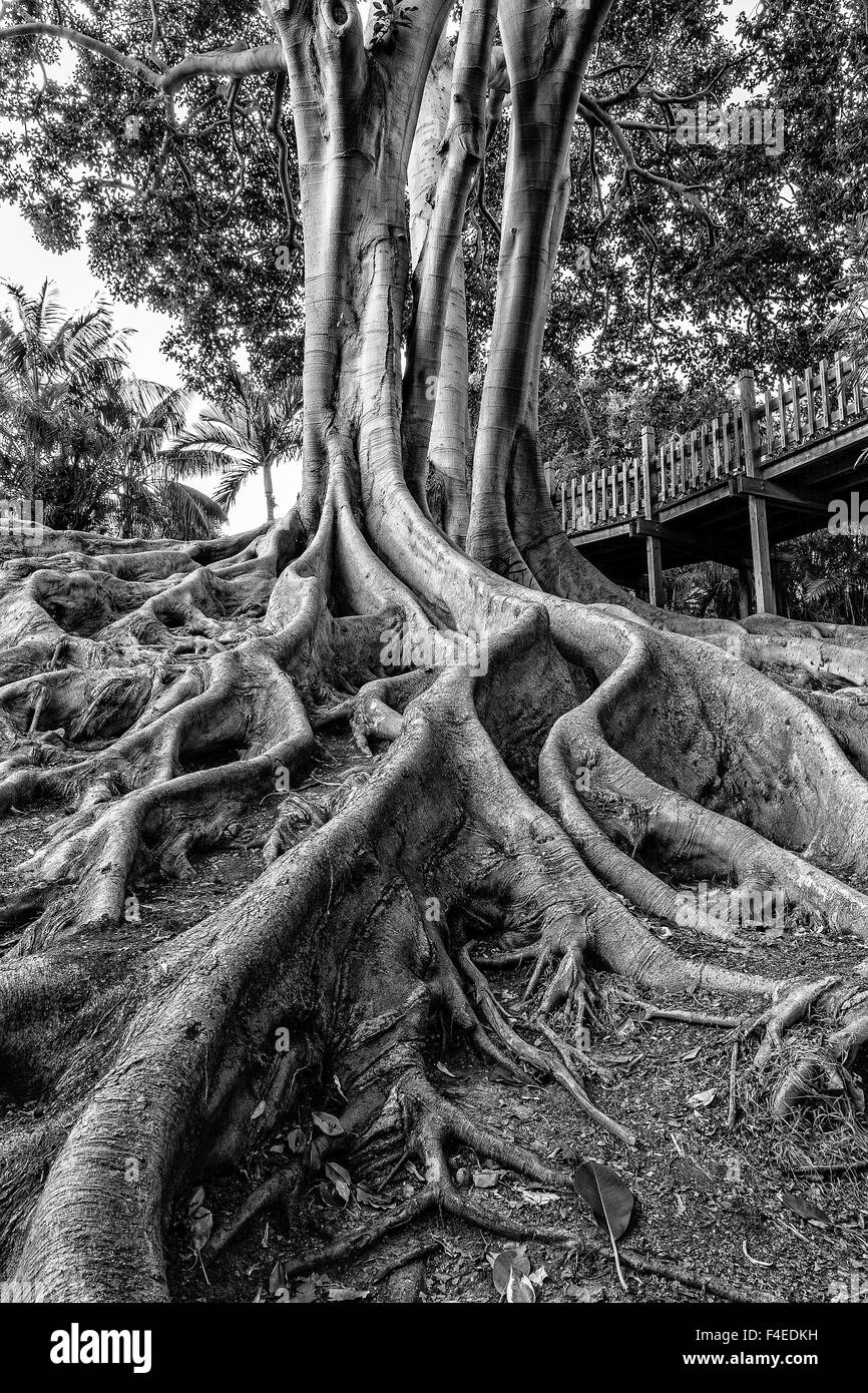 Massive rubber tree roots at Balboa Park in San Diego, CA Stock Photo