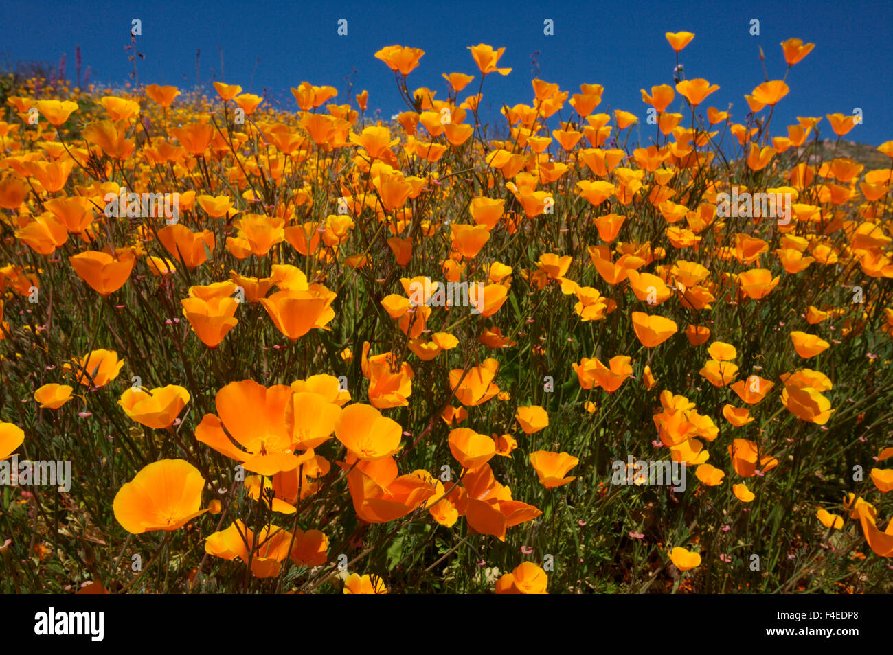 USA, California, San Diego. Poppy wildflowers in Rattlesnake Canyon