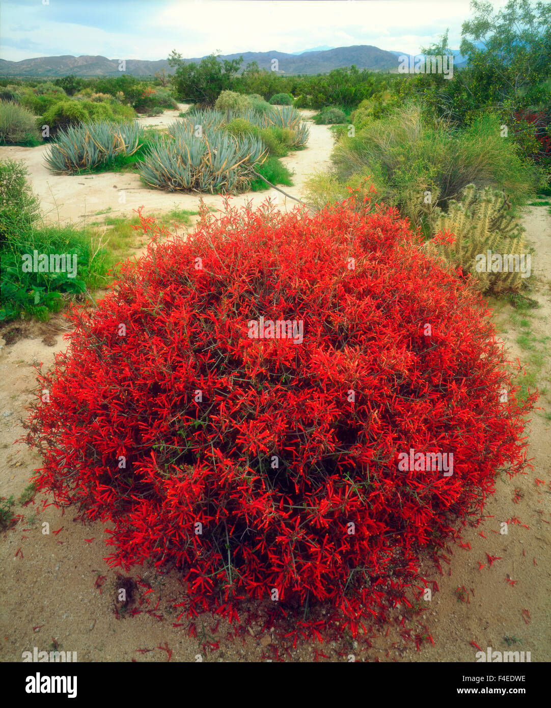 USA, California, AnzaBorrego Desert State Park. Chuparosa Wildflowers