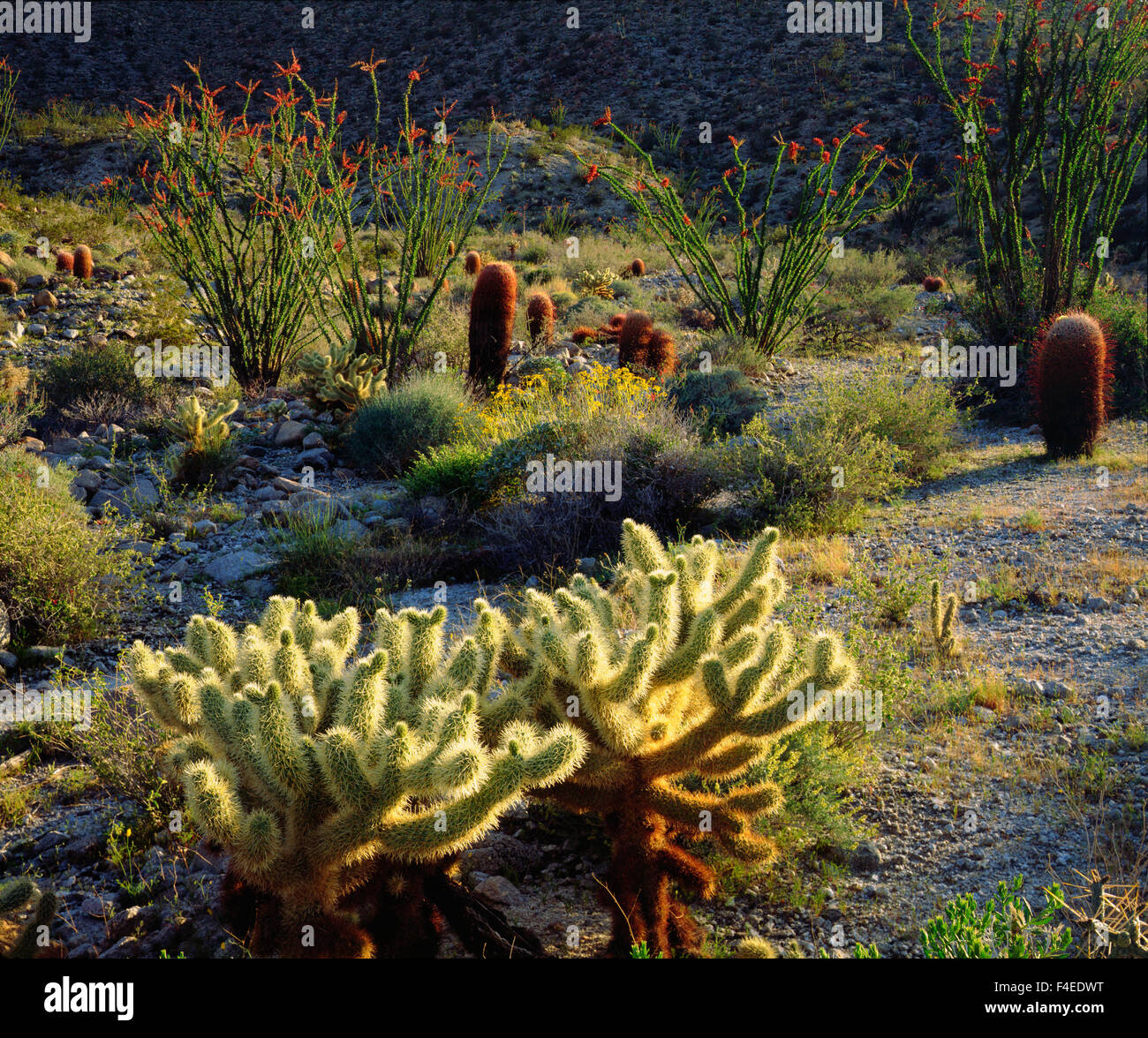 Southwest usa desert plants hi-res stock photography and images - Alamy