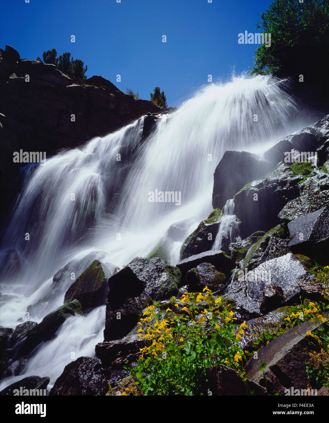 USA, California, Sierra Nevada Mountains. Wildflowers and a waterfall