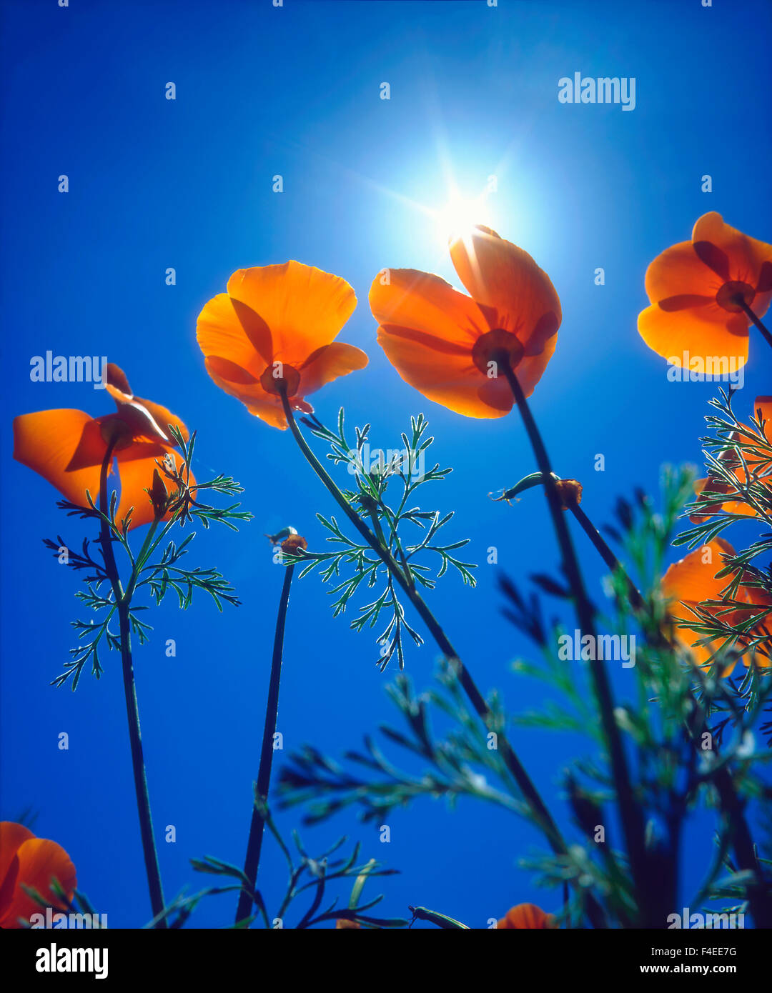 USA, California, Sun's rays though a California Poppy. Credit as: Christopher Talbot Frank / Jaynes Gallery / DanitaDelimont.com Stock Photo