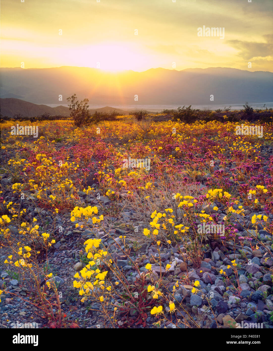 USA, California, Wildflowers in Death Valley National Park. Credit as Christopher Talbot Frank