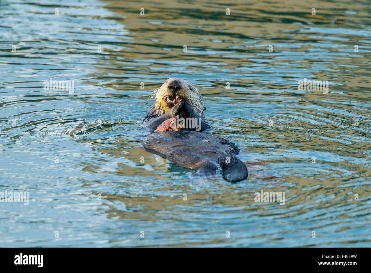 Sea otter eating crab hi-res stock photography and images - Alamy