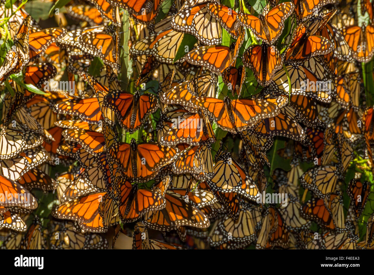 Annual migration of monarch butterflies in California shows sign