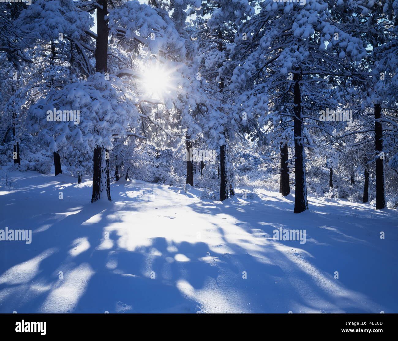 California, Cleveland National Forest, Laguna Mountains, The morning
