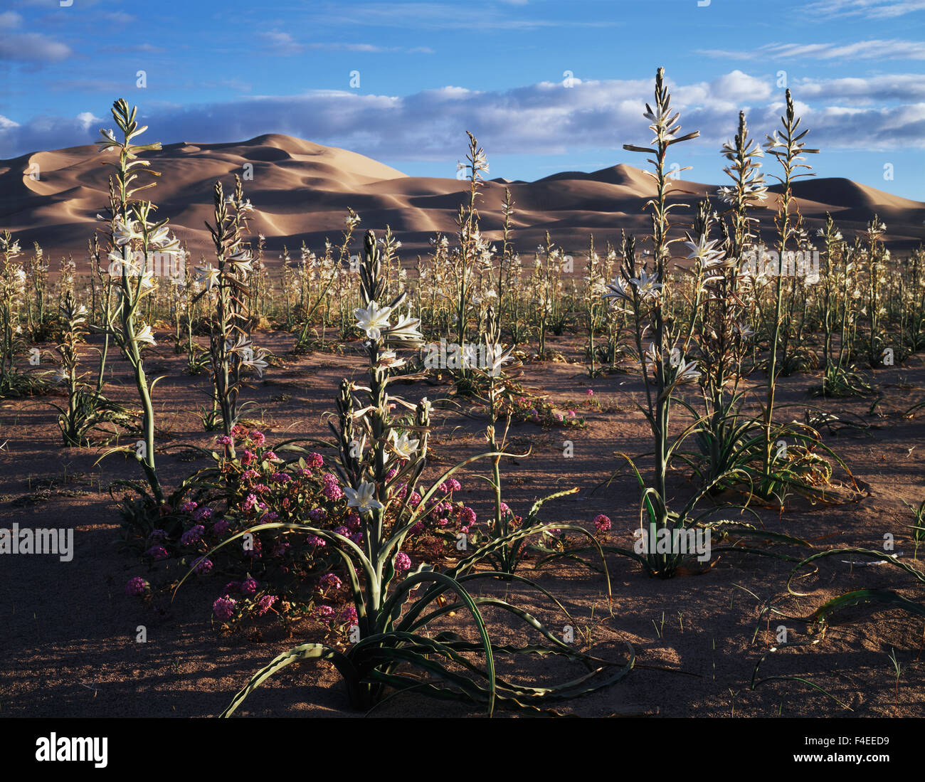 California, Sand Verbena Wildflowers (Abronia villosa) growing at the base of an extremely rare Desert Lily (Hesperocallis) forest on the Dumont Dunes in the Mojave Desert (Large format sizes available) Stock Photo