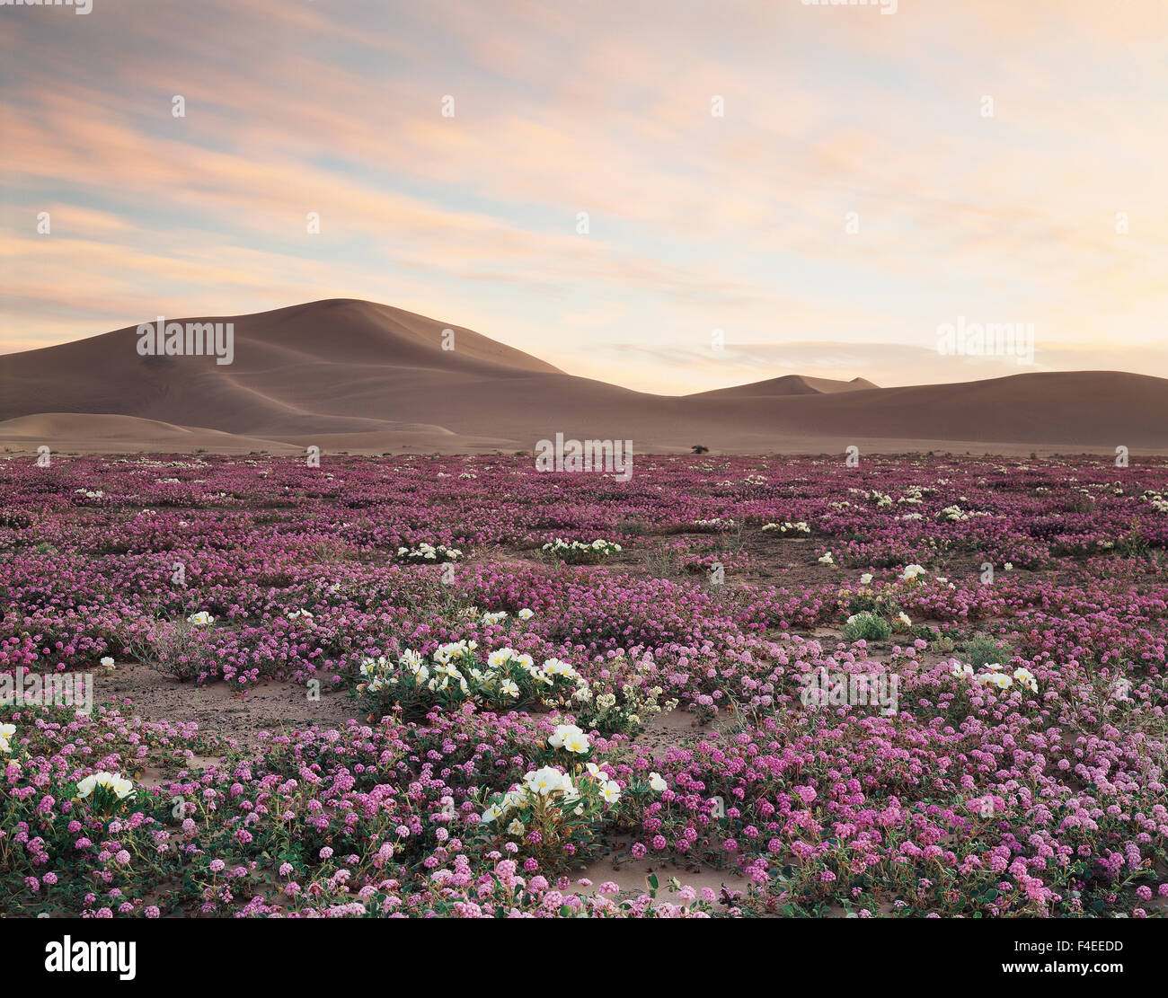 California, Sand Verbena Wildflowers (Abronia villosa) and Dune Evening Primrose (Oenothera deltoides) flowers on the Dumont Dunes in the Mojave Desert (Large format sizes available) Stock Photo