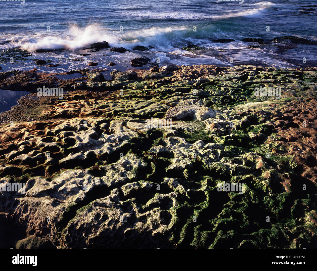 California, San Diego, La Jolla, Moss covered tide pools and a wave