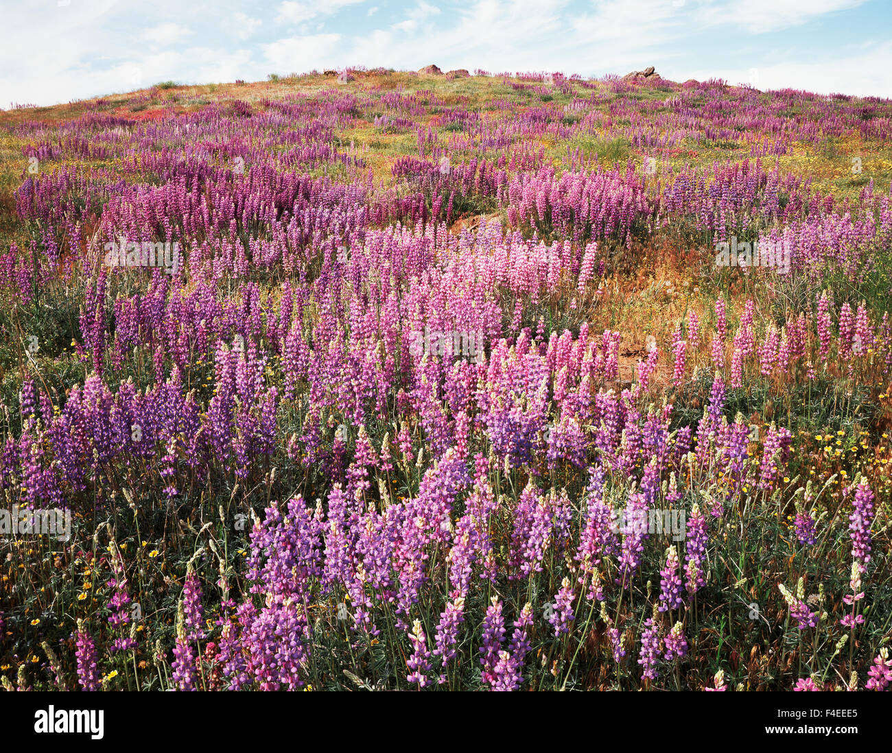 California, Rancho Cuyamaca State Park, Lupine (Lupinus) wildflowers cover a hillside after the massive Cedar Wildfire and torrential rains. (Large format sizes available) Stock Photo