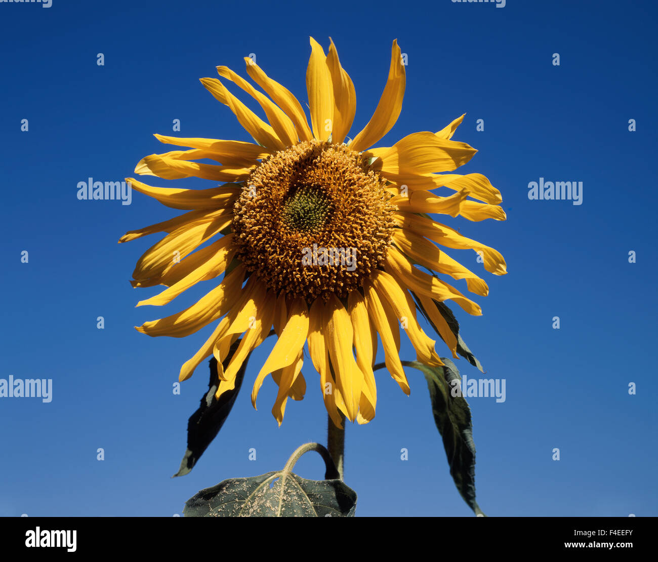 Sunflowers in Twilight