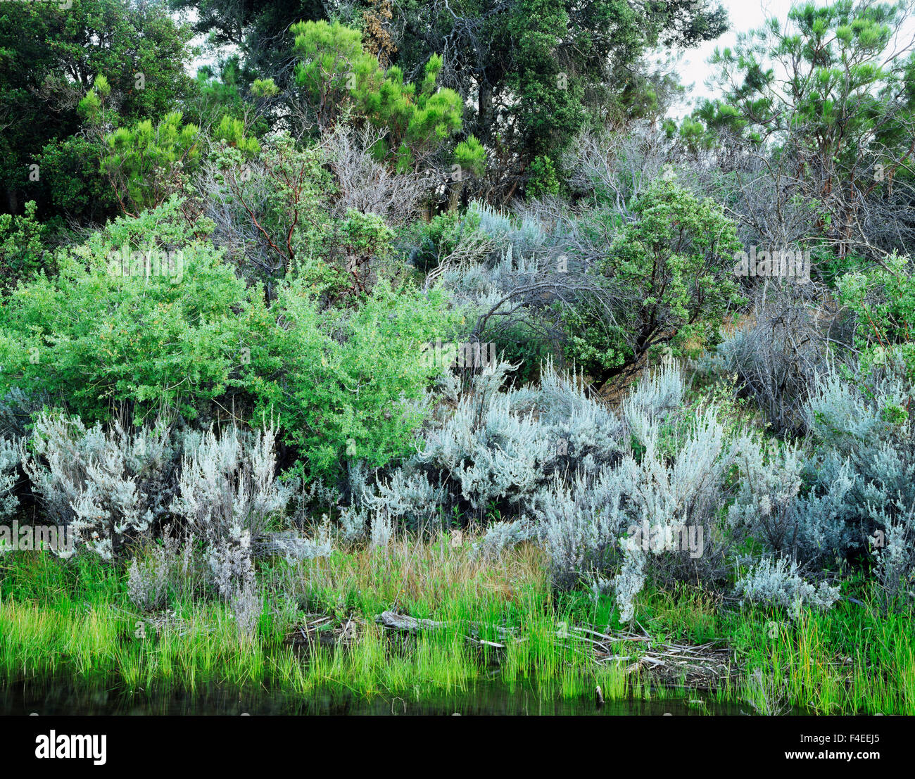 California, Lake Morena, White Sagebrush (Artemisia ludoviciana) in the dense chaparral. (Large format sizes available) Stock Photo