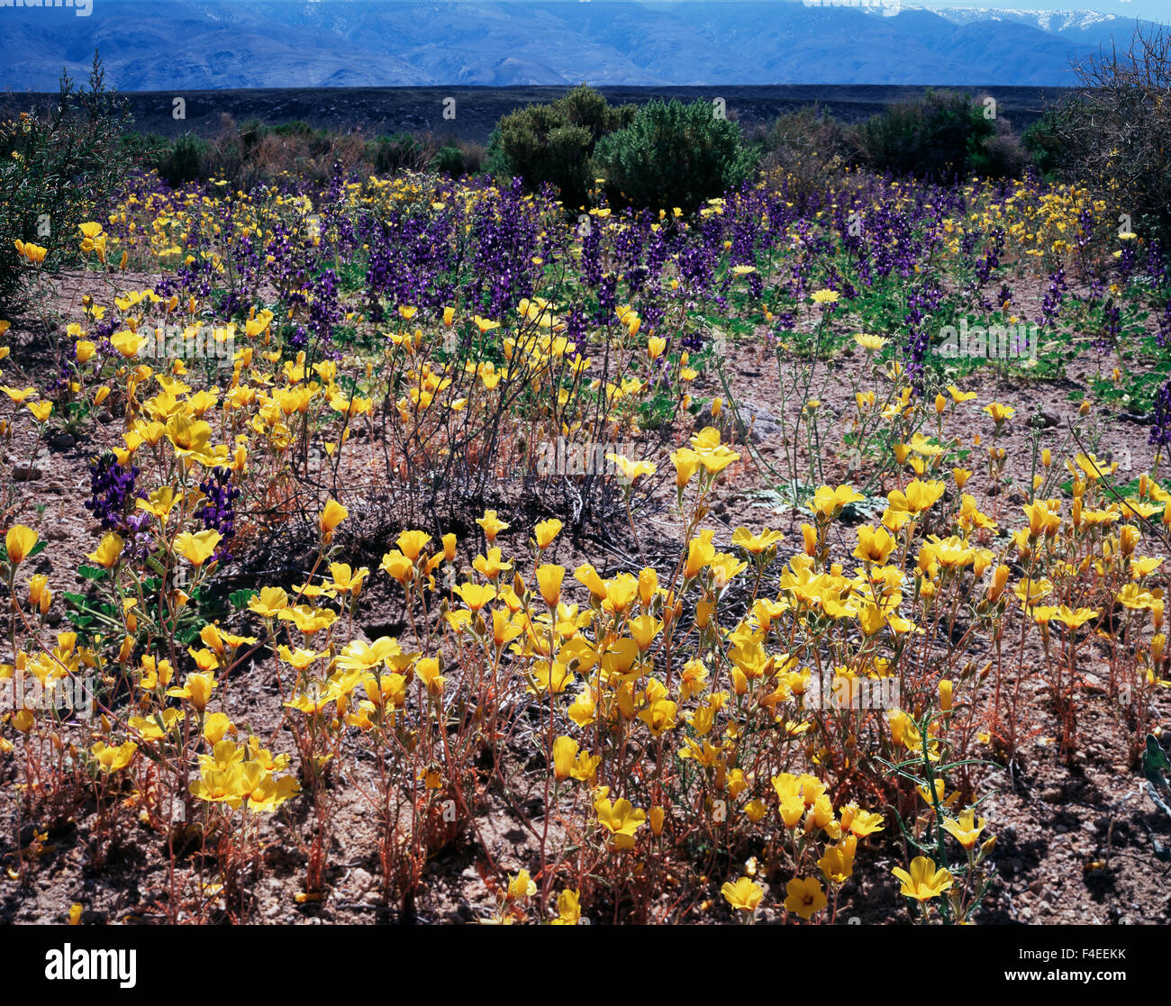 California, Owens Valley, A field of Sun cups wildflowers (Camissonia brevipes ) below the White Mountains. (Large format sizes available) Stock Photo