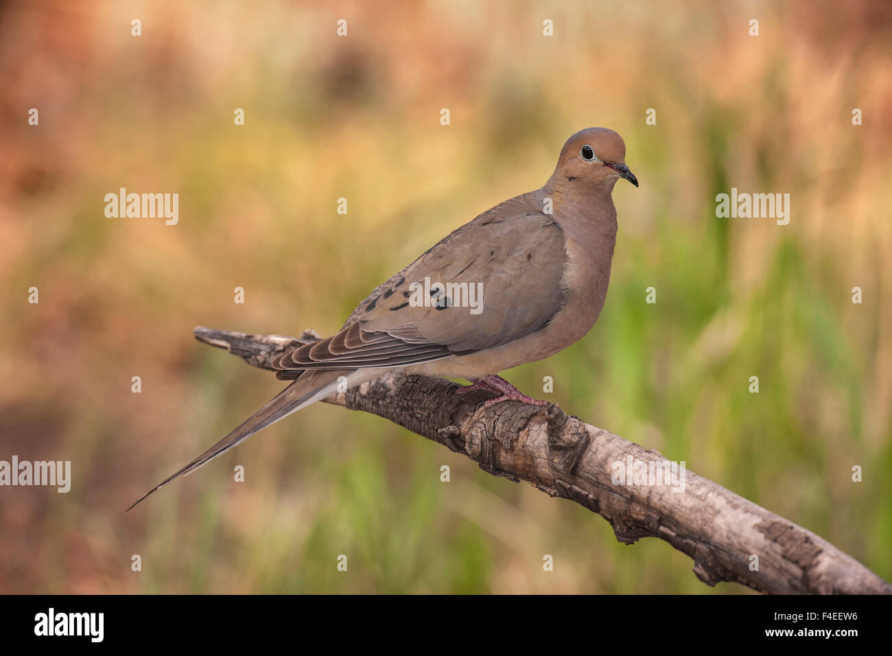 USA, Colorado, Woodland Park. Mourning dove on branch. Credit as Don