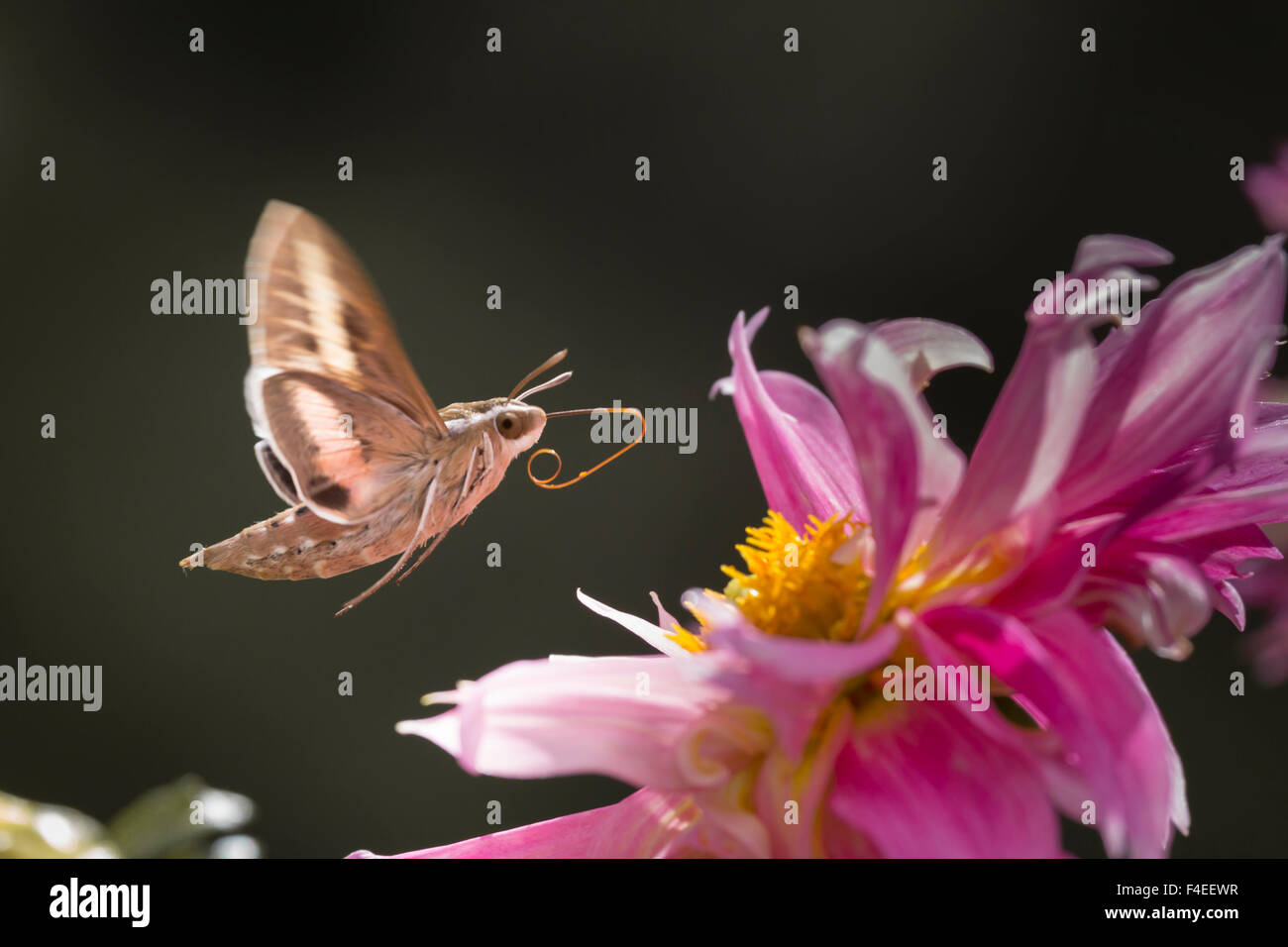 usa-colorado-white-lined-sphinx-moth-unfolds-long-tongue-to-feed