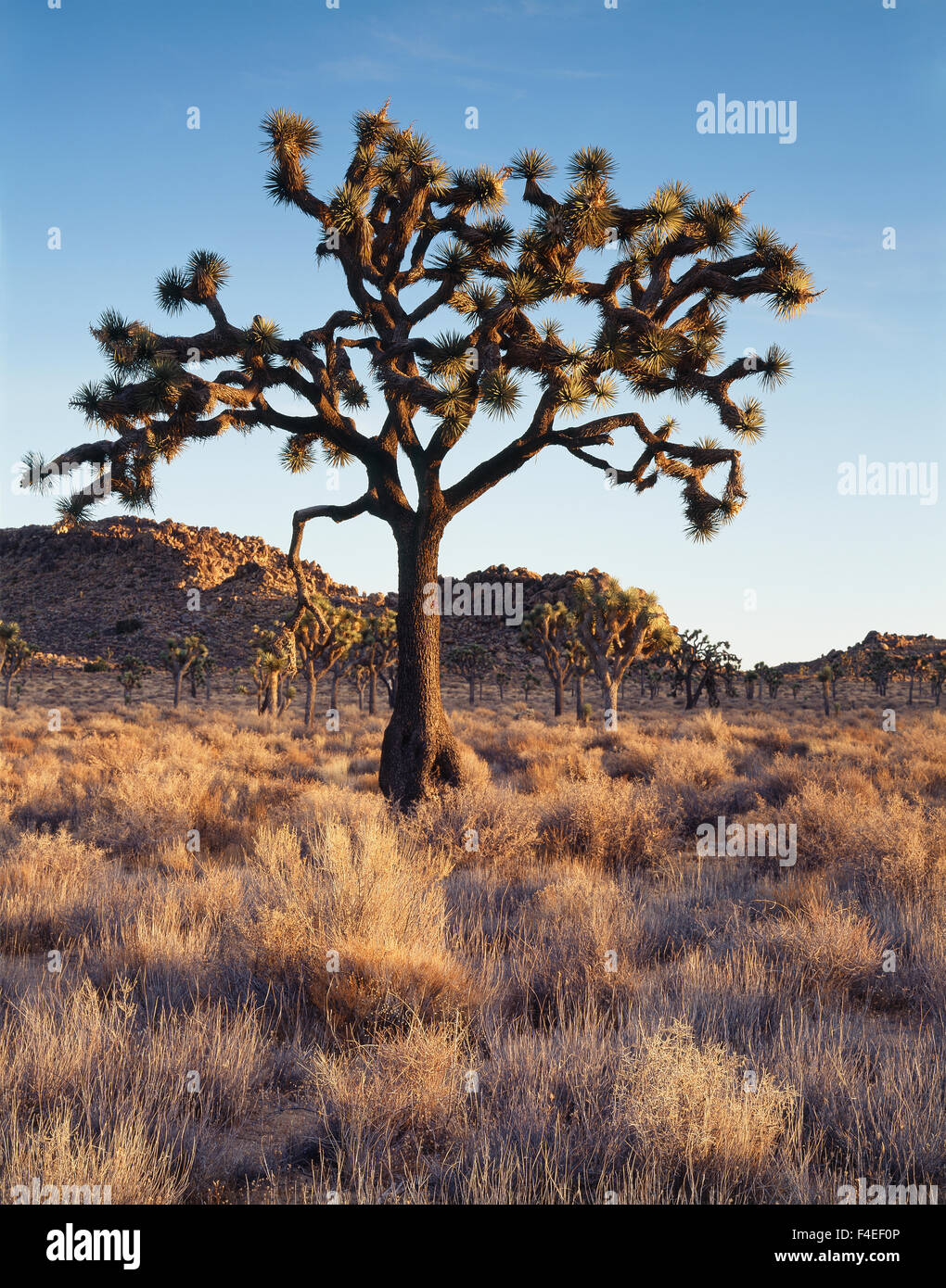 Joshua Tre California, Joshua Tree National Park, A Joshua tree (Yucca brevifolia ...