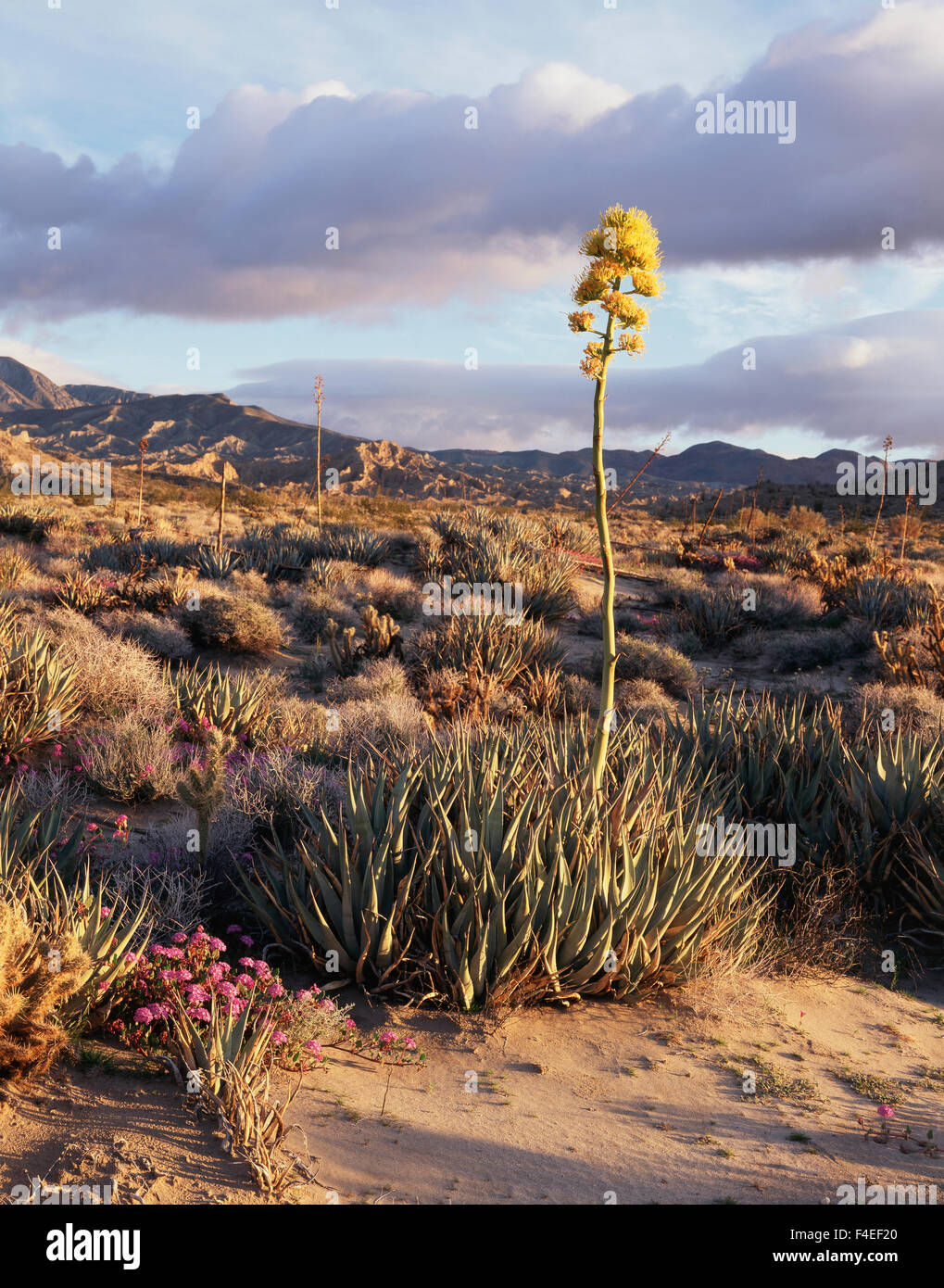 California, Anza Borrego Desert State Park, Flowering Desert Agave ...