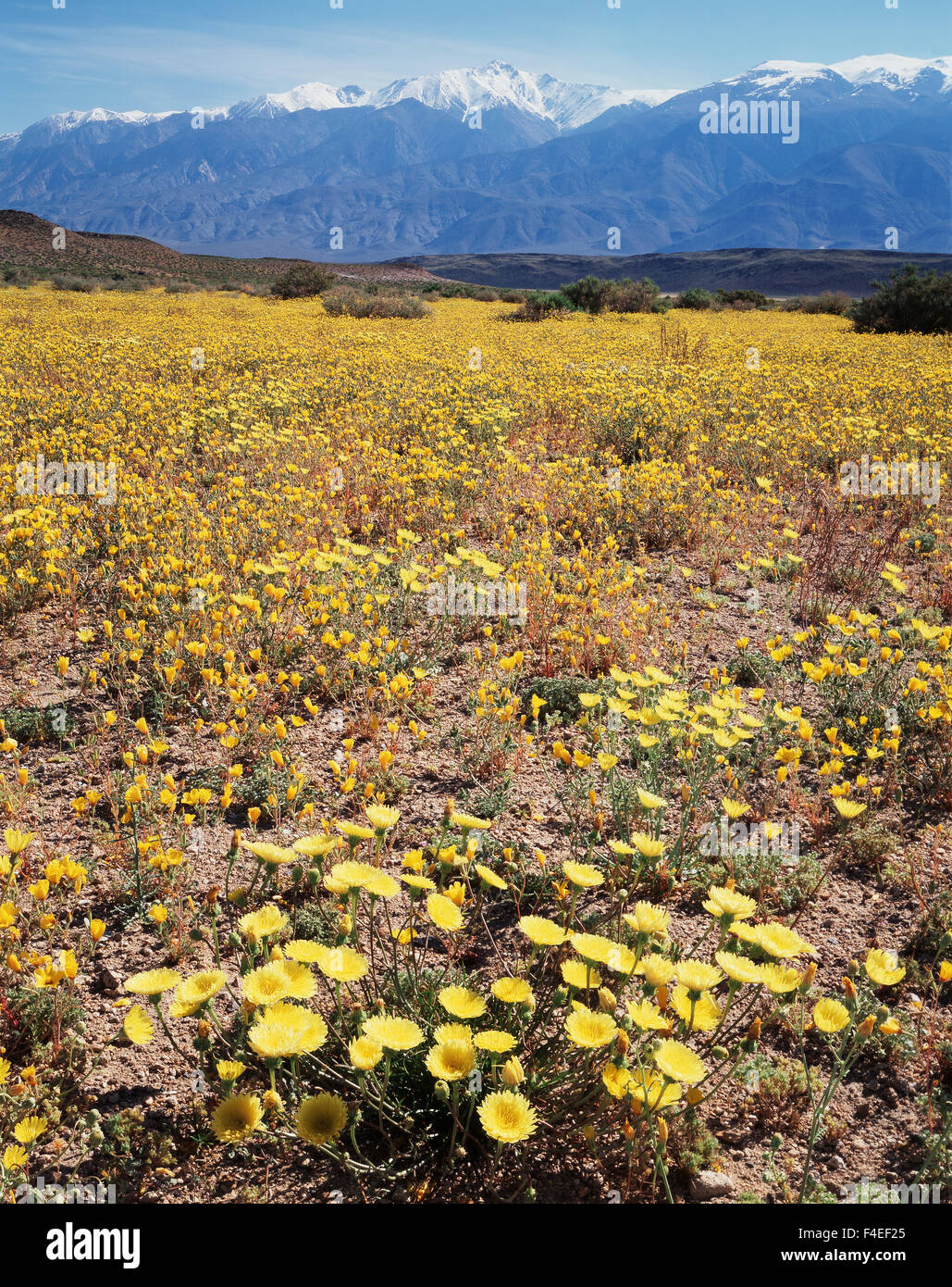 California, Owens Valley, Desert Dandelion (Malacothrix glabrata) in a field of Sun Cups wildflowers (Camissonia brevipes ) below the White Mountains. (Large format sizes available) Stock Photo