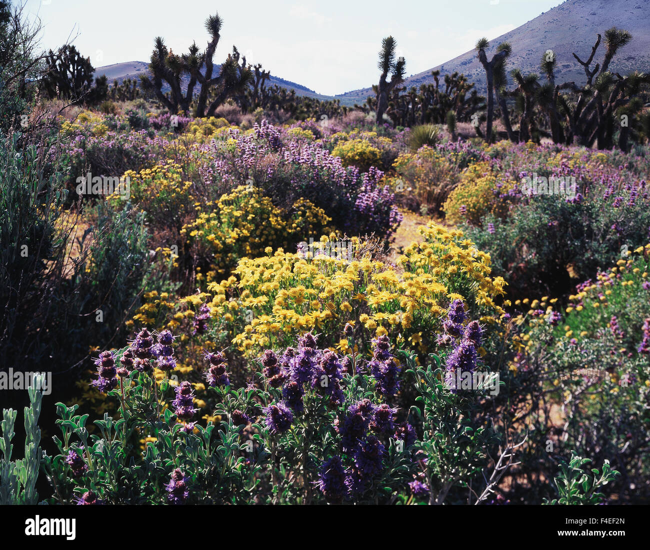 California, Sierra Nevada Mountains, Wildflowers and Joshua Trees
