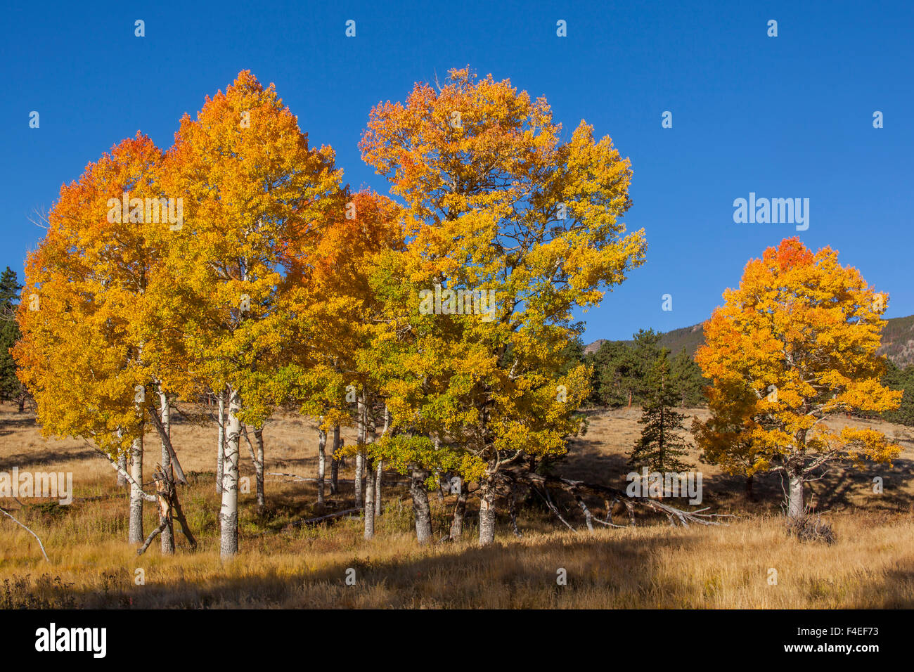 North America, USA, Colorado, Estes Park, Aspens in Fall Colors at