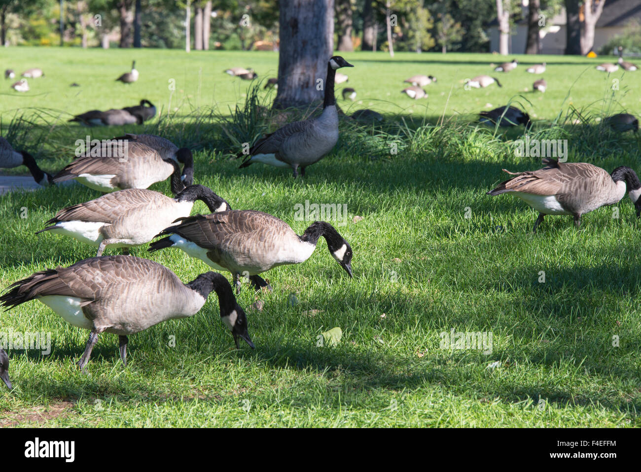 Washington park, denver colorado hires stock photography and images
