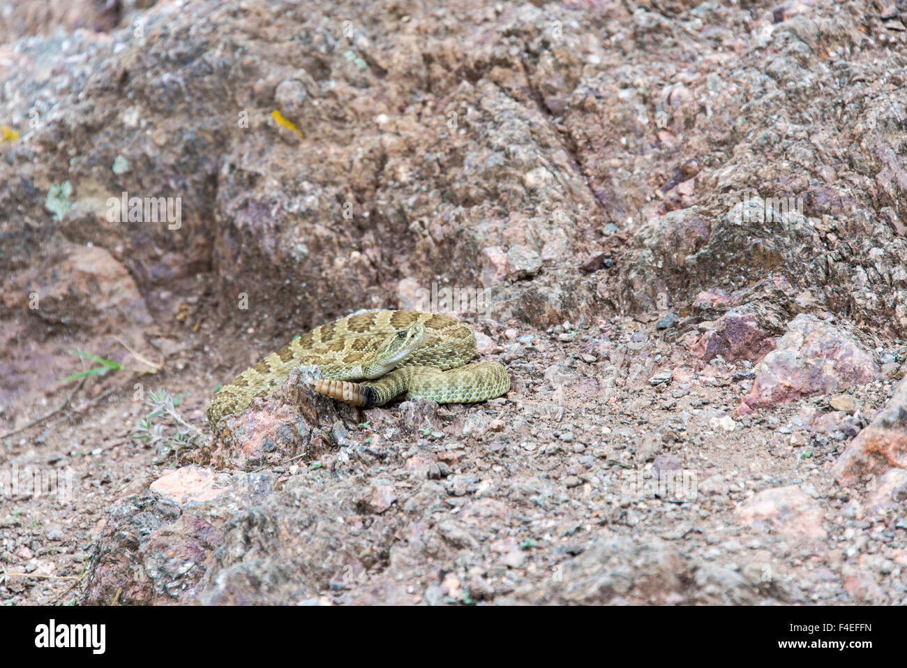 USA, Colorado, Fort Collins. Prairie Rattlesnake (Zalophus