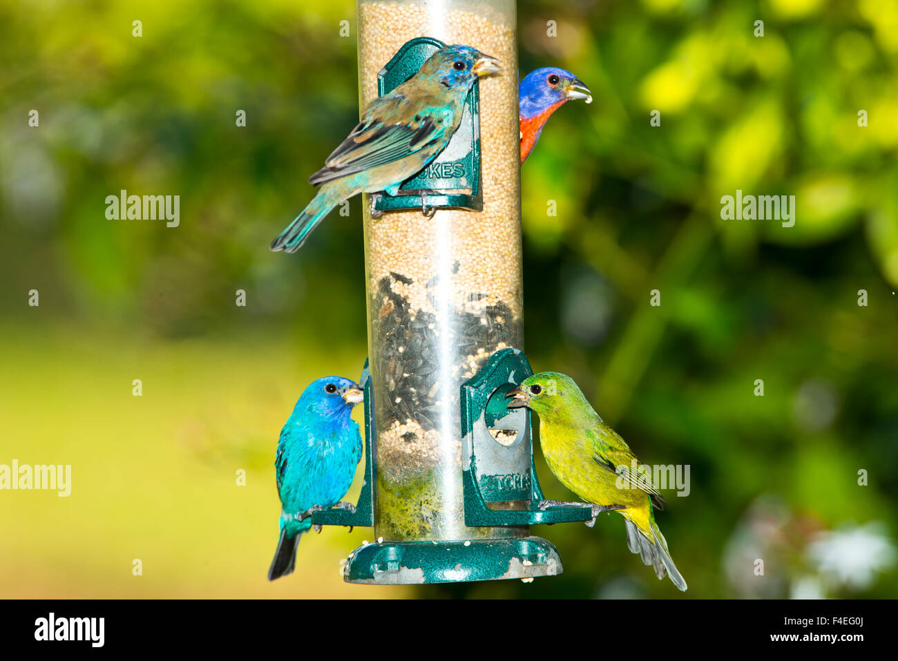 North America Usa Florida Immokalee Male And Female Painted