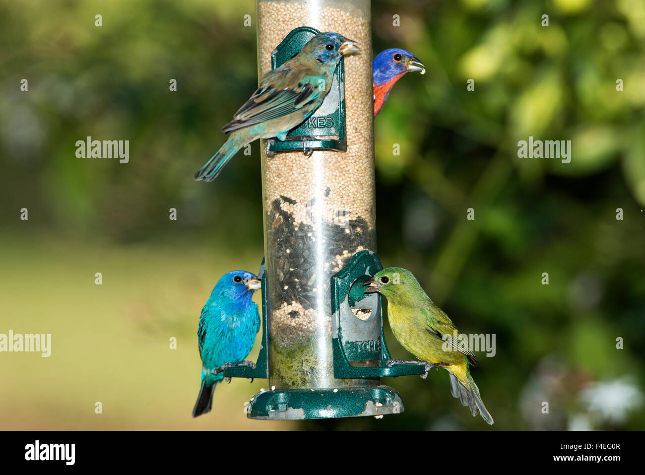 North America, USA, Florida, Immokalee, Male and female painted bunting