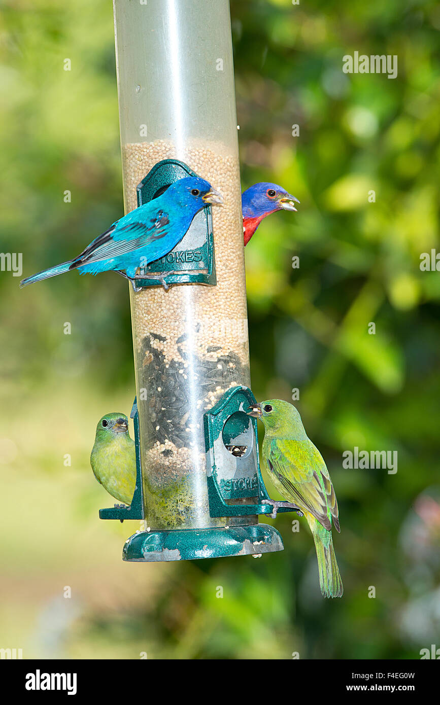 North America, USA, Florida, Immokalee, Male and female painted