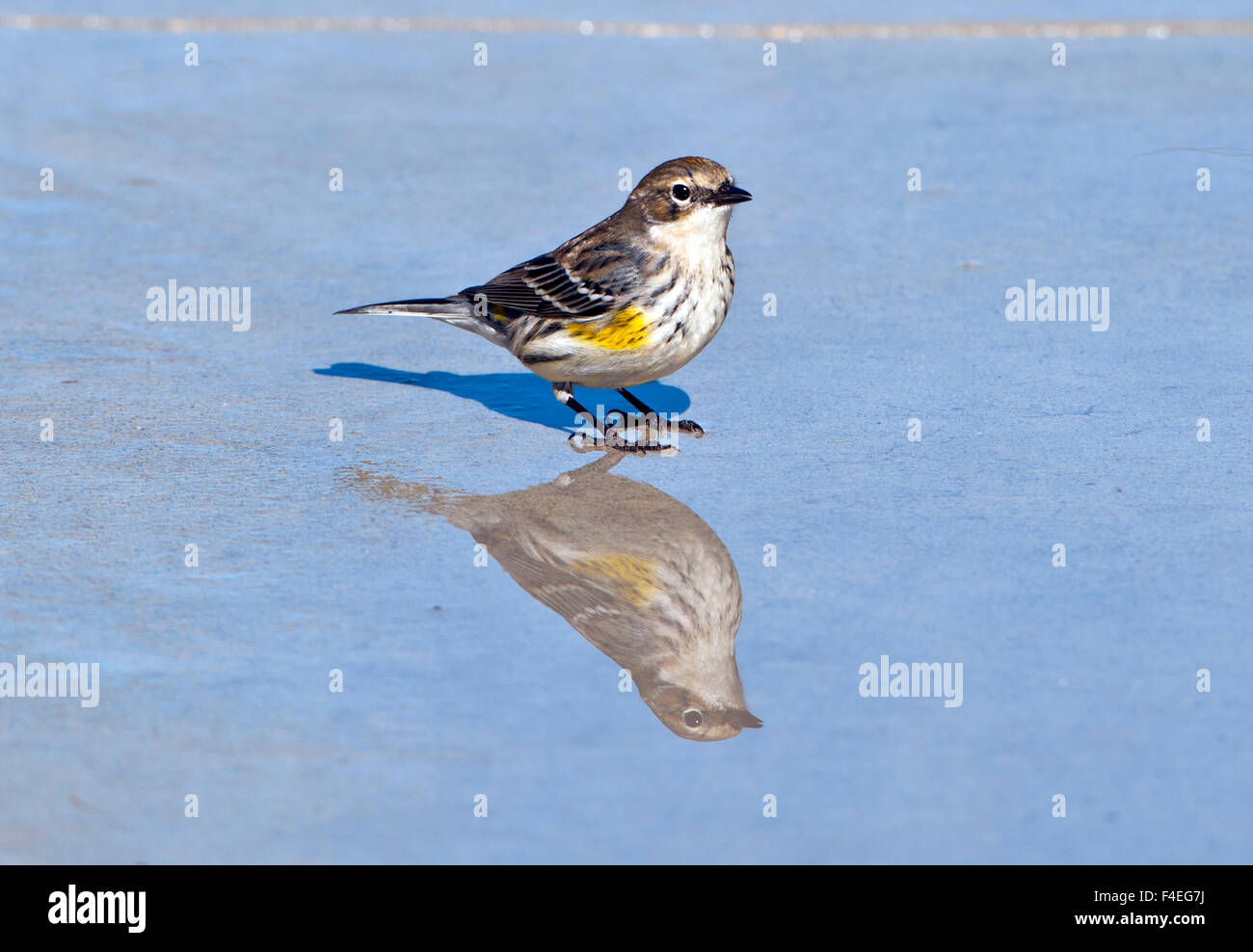 Minnesota, Mendota Heights, Yellow-rumped Warbler perched in puddle and reflected Stock Photo