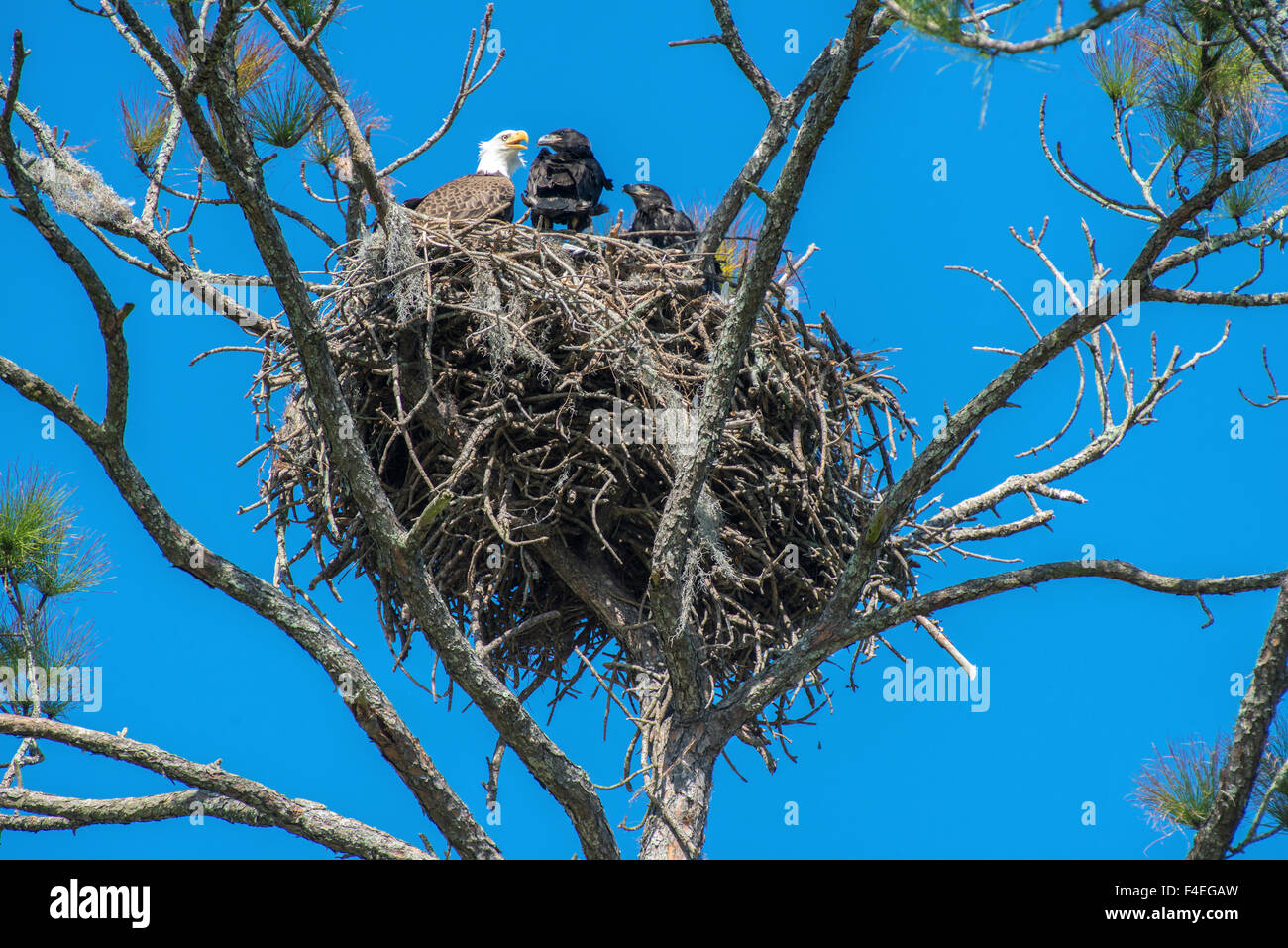 Bald eagle nest florida hi-res stock photography and images - Alamy