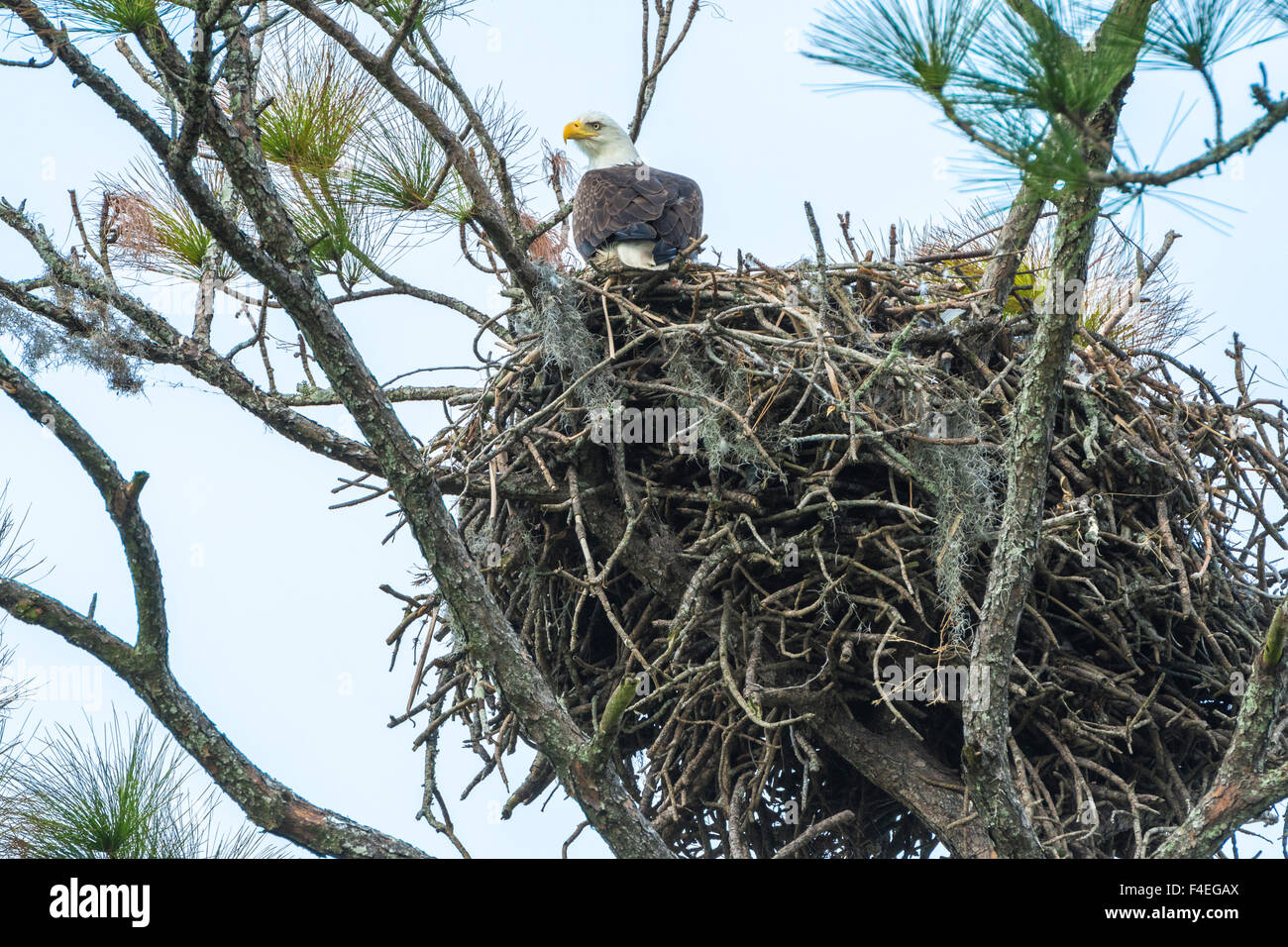 USA, Florida, Daytona, Bald Eagle on nest Stock Photo - Alamy