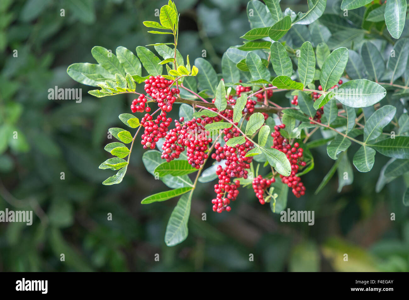 USA, Florida, Daytona, Brazilian Pepper tree Stock Photo 88830643 Alamy