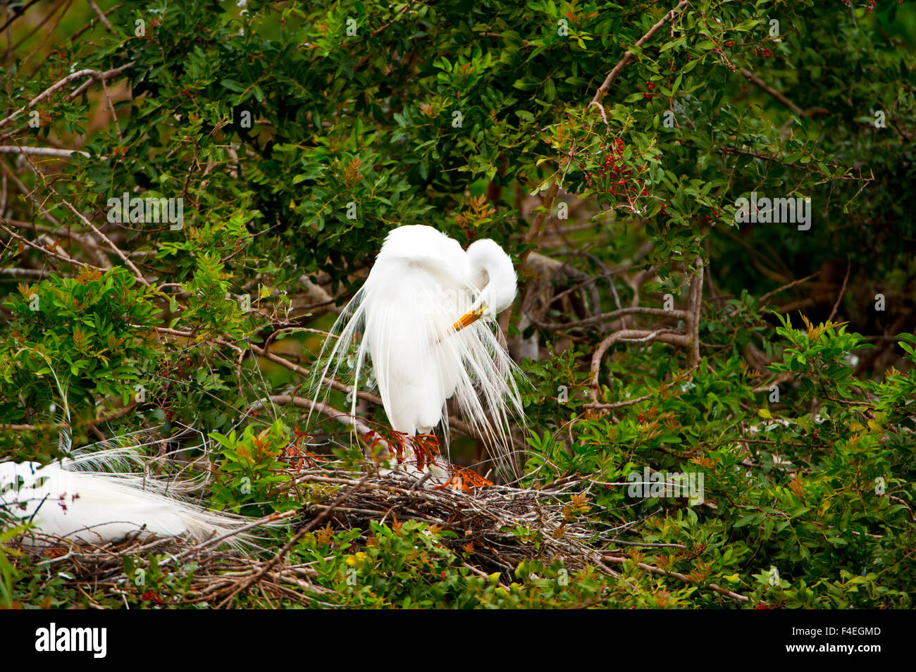 Florida, Venice, Audubon Sanctuary, Common Egret at nest with chicks