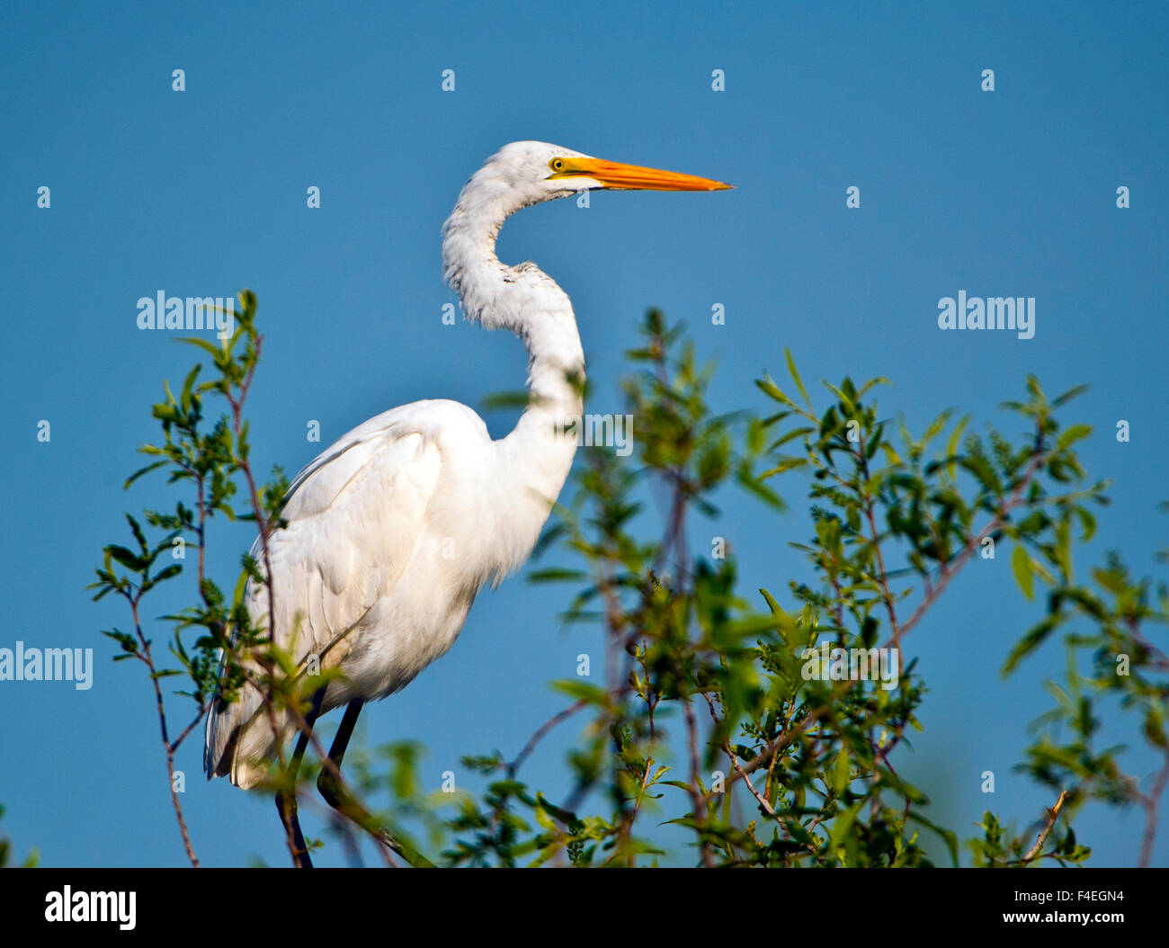 Florida, Venice, Audubon Sanctuary, Endangered Great White Heron Stock Photo