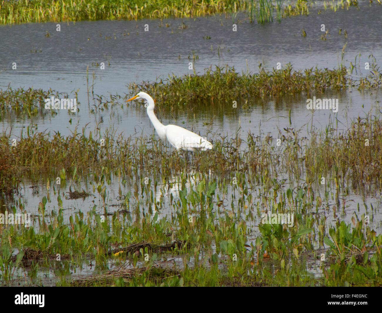 Florida, Venice, Audubon Sanctuary, Great White Heron hunting in shoreline weeds Stock Photo