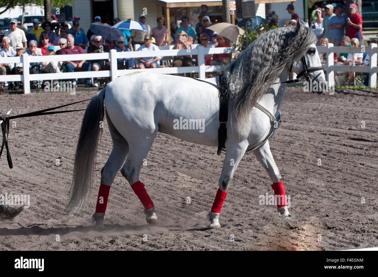 Florida, Myakka City, Colonel Herrmann's Royal Lipizzaner Ranch